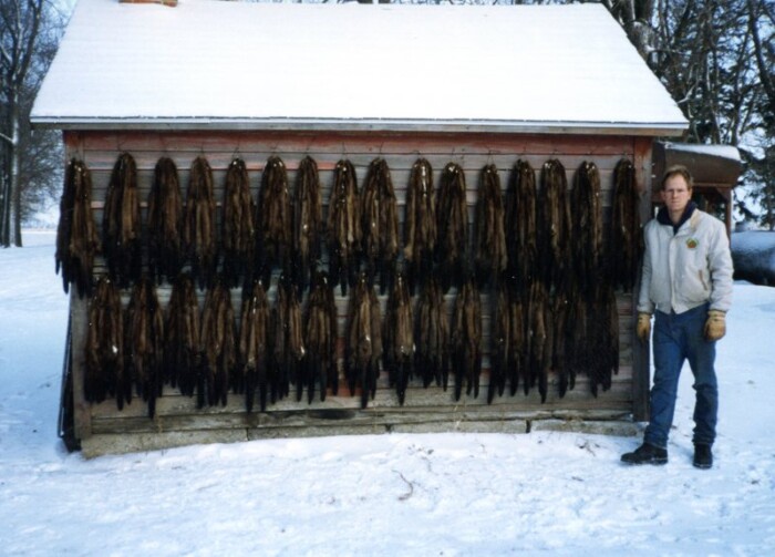 Gerald Schmitt - Season Catch of 305 Mink in 1992.
