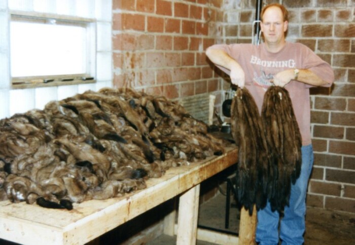 Season's catch of several hundred skinned mink.