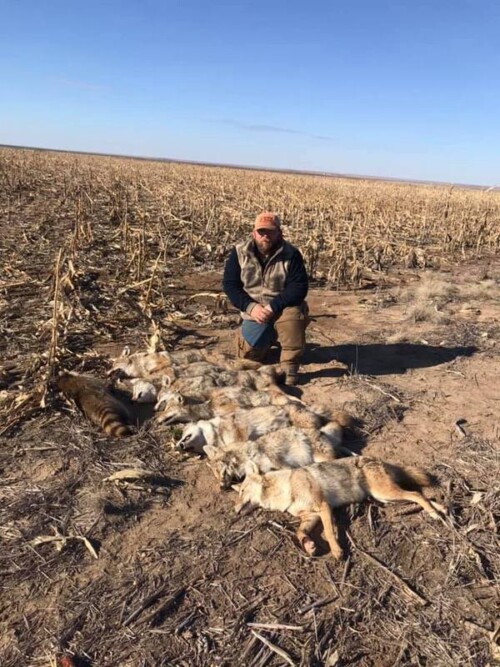 Apple Road Coyote Catch