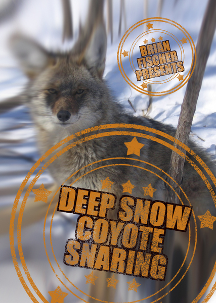 Fischer - Deep Snow Coyote Snaring - by Brian Fischer