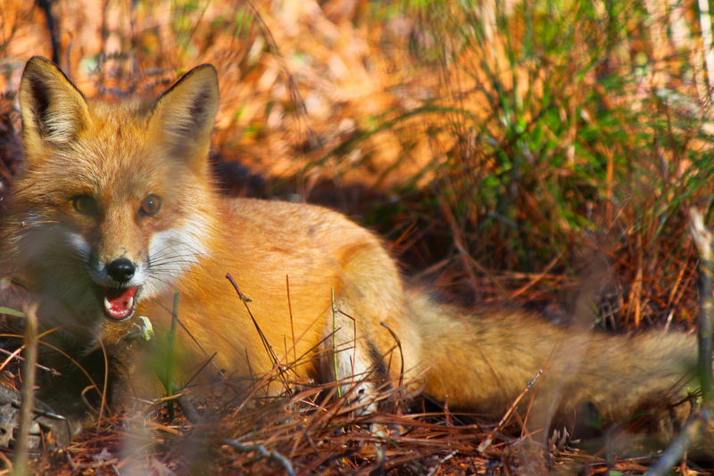Red Fox trapped by Jeff Dunlap.