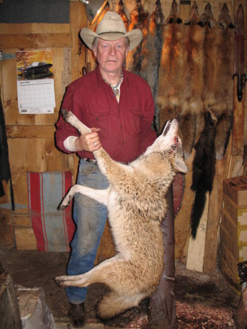 From The Trapline Coyote Trapping - Stan Forsyth DVD