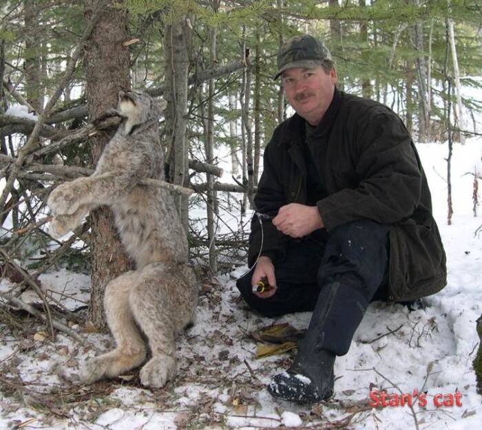 Lynx - Stan Forsyth - Forsyth Animal Lures
