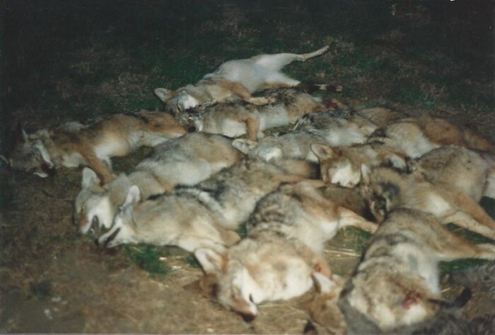 Coyotes / Marty Smith: One-day catch of Iowa Coyotes using all foot traps.