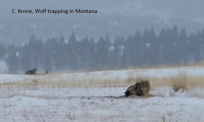 Wolf Trapping - C. Krone - Montana
