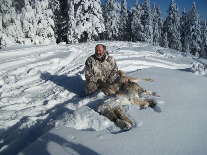 Another Wolf Catch in Idaho by L. Matthews