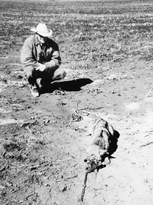 Mississppi Coyote caught where a small drainage intersects a two-track in the middle of a large cotton field.