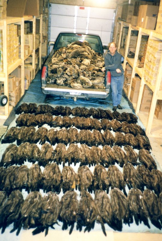 Gerald Schmitt - Season Catch of 764 Mink and 560 Raccoon in 1998.