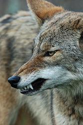 https://schmittent.com/wp-content/uploads/2023/02/web-Animal-Coyote-Snarling.jpeg